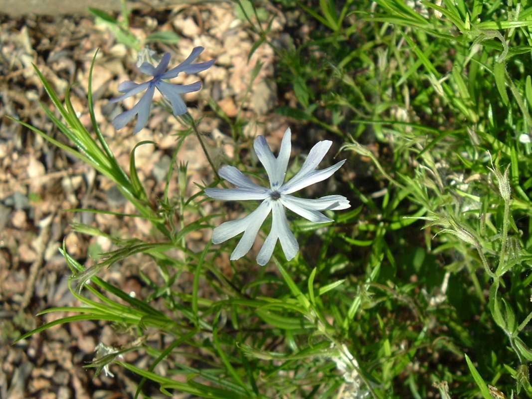 Top of Plant in Bloom<br>(Location of Picture: CHS, Glencoe, Il, USA, May 20, 2010)