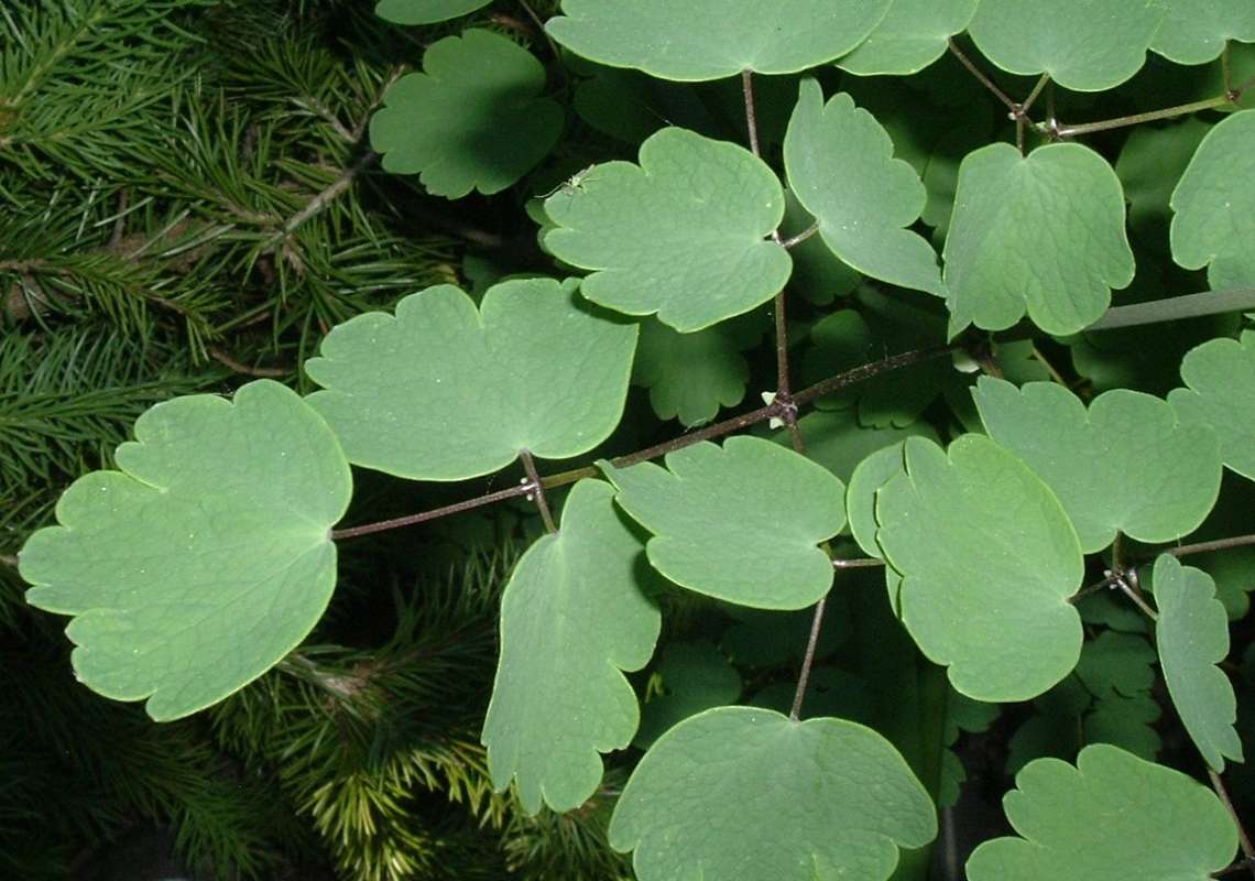 Leaves<br>(Location of Picture: CHS, Glencoe, Il, USA. May 20, 2010)