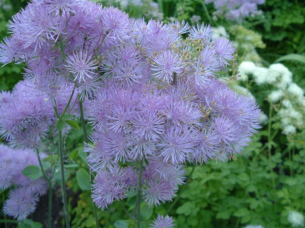 Top of Plant in Bloom<br>(Location of Picture: CHS, Glencoe, Il, USA. May 20, 2010)