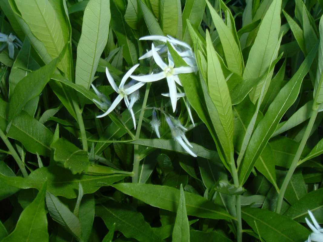 Top of Plant in Bloom<br>(Location of Picture: CHS, Glencoe, Il, USA, May 20, 2010)