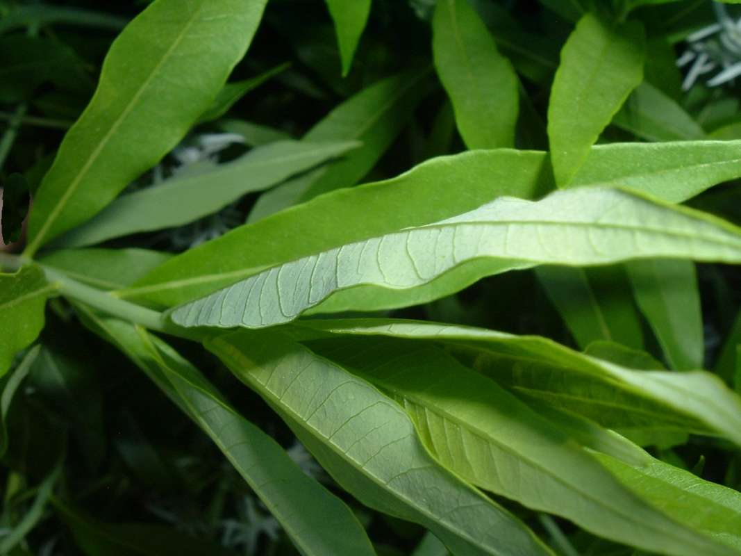 Leaves<br>(Location of Picture: CHS, Glencoe, Il, USA, May 20, 2010)