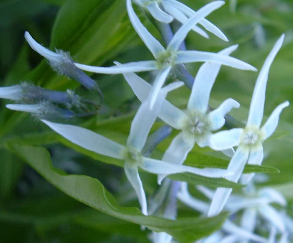 Flowers<br>(Location of Picture: CHS, Glencoe, Il, USA, May 20, 2010)