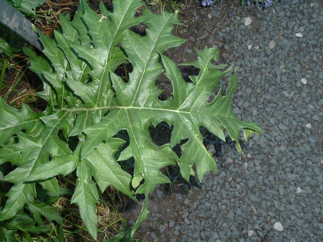 Leaves<br>(Location of Picture: CHS, Glencoe, Il, USA. May 20, 2010)