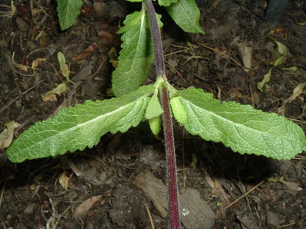 Stem and Leaf