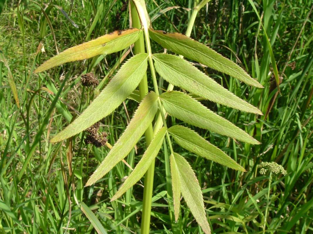 Leaves - Showing Numerous Teeth<br>(Location of Picture: Flood Plain, RLB, Il, Aug 25, 2010)