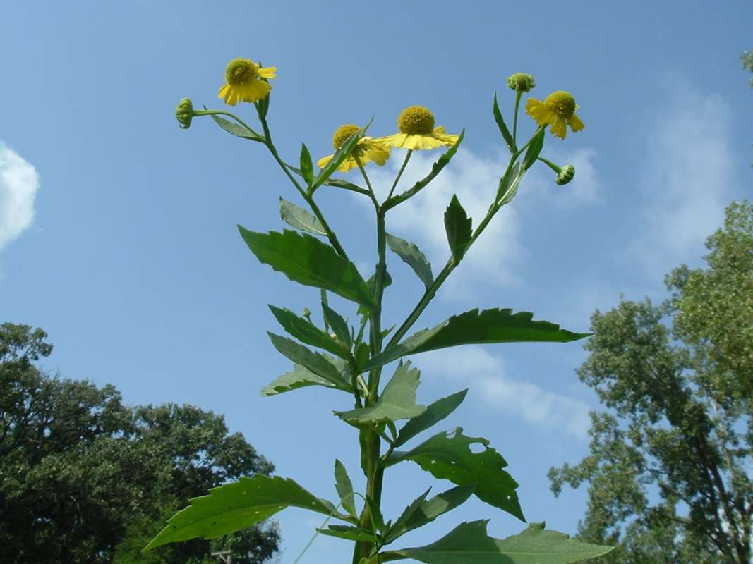 Top of Plant in Bloom<br>(Location of Picture: FP, RLB, Illinois, Aug 20, 2010)