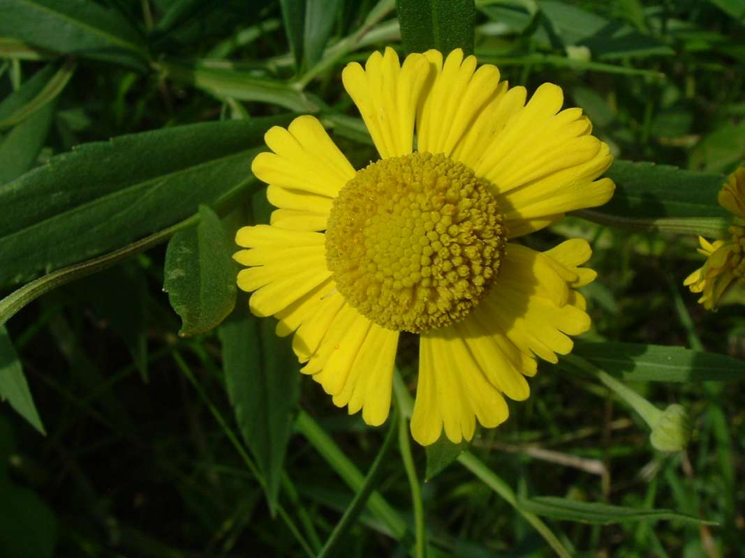 Flower - Front View<br>(Location of Picture: Flood Plain, RLB, Il, Aug 20, 2010)