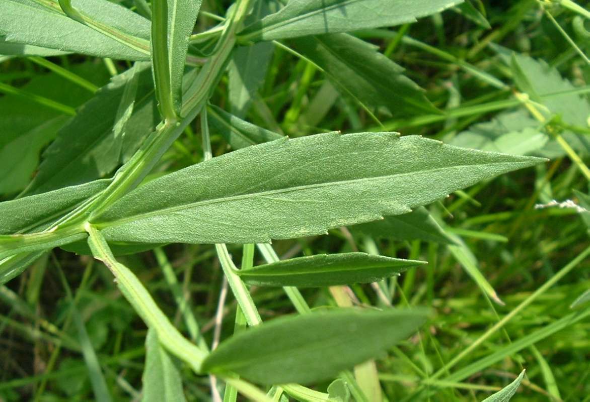 Leaf<br>(Location of Picture: FP, Round Lake Beach, Il, Aug 20)