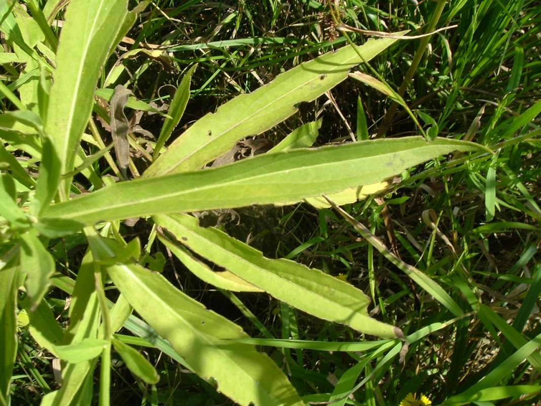 Leaf<br>(Location of Picture: Flood Plalin, RLB, Il, Aug 25, 2010)