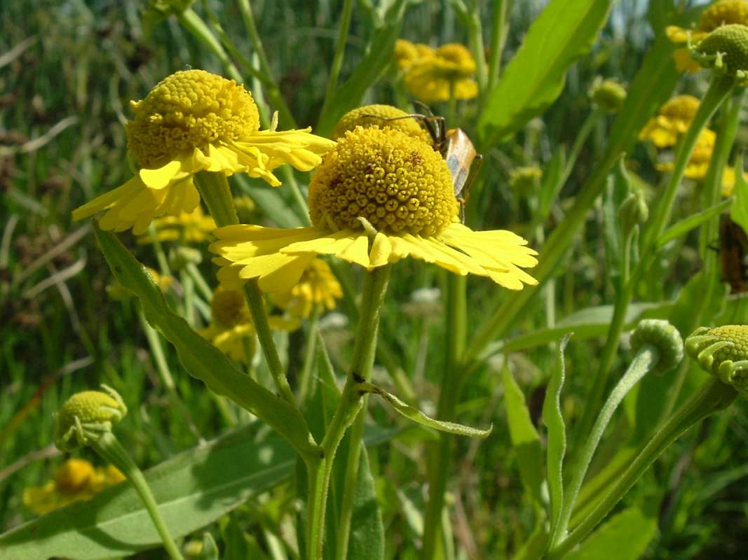 Flower - Side View<br>(Location of Picture: Flood Plalin, RLB, Il, Aug 25, 2010)