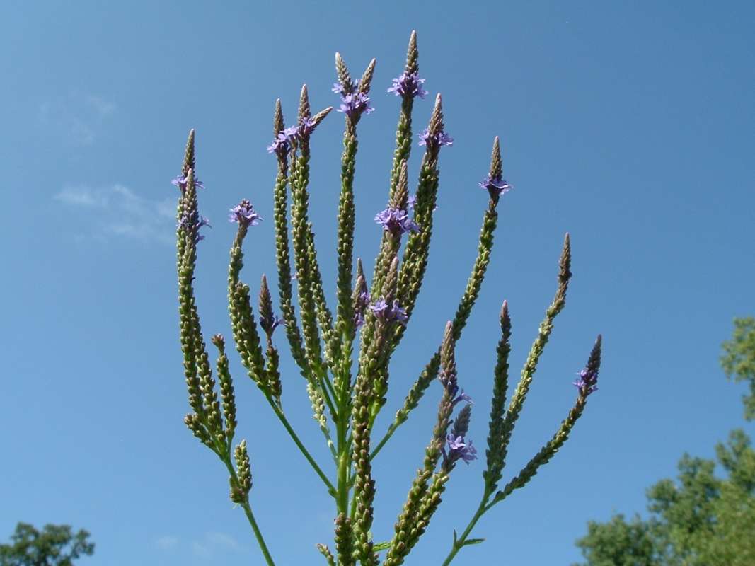 Top of Plant in Bloom<br>(Location of Picture: Flood Plain, RLB, Il, USA, Aug 25)