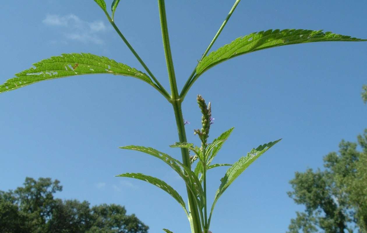 Stem<br>(Location of Picture: FP, Round Lake Beach, Aug 25, 2010)