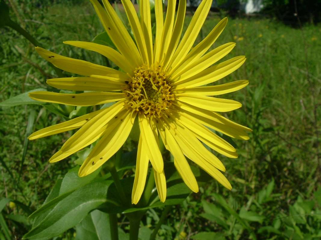 Flower - Front View<br>(Location of Picture: FP, Round Lake Beach, Aug 25, 2010)