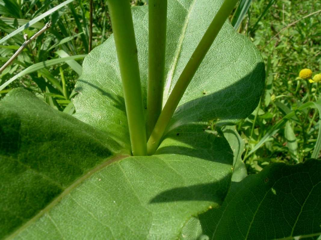 Leaves and Stem<br>(Location of Picture: Flood Plain, RLB,, Il, Aug 25, 2010)