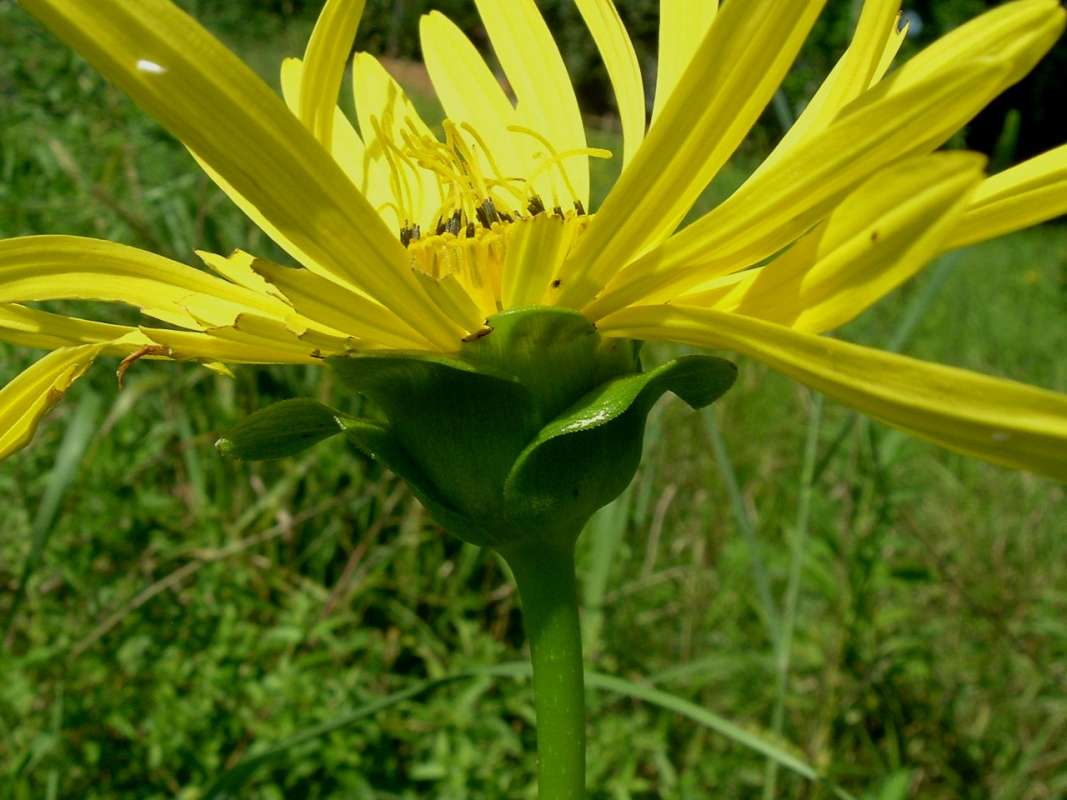 Flower - Side View<br>(Location of Picture: Flood Plain, RLB,, Il, Aug 25, 2010)