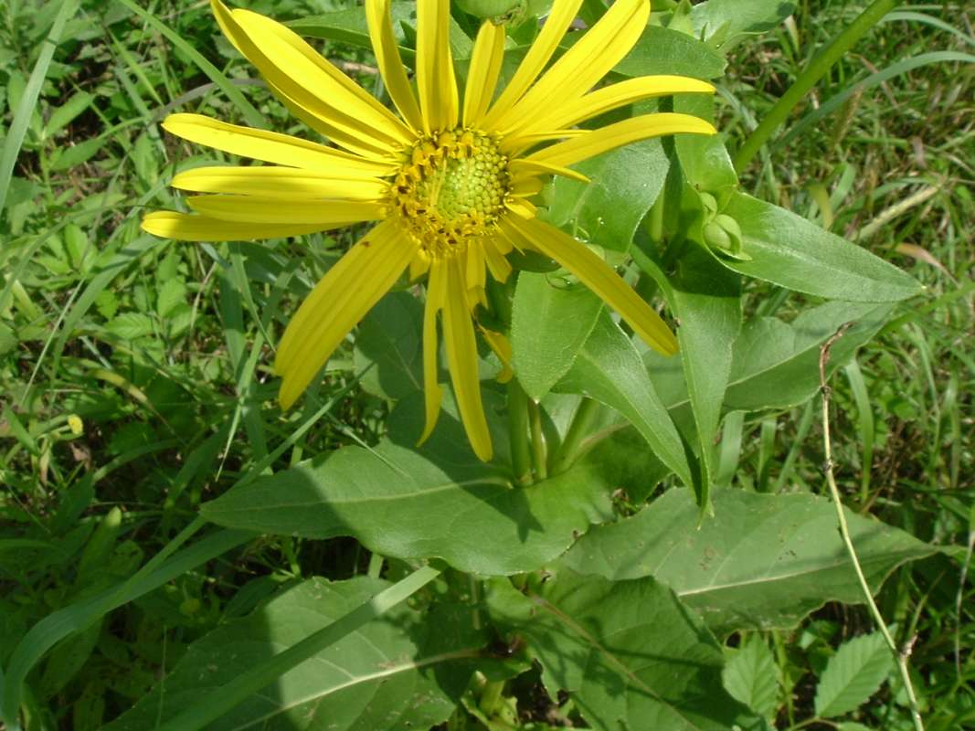 Top of Plant in Bloom<br>(Location of Picture: Flood Plain, RLB,, Il, Aug 20, 2010)