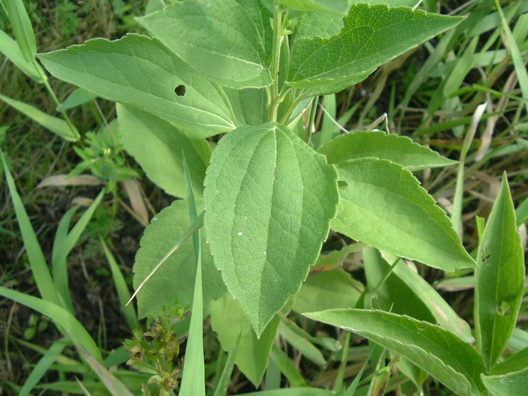 Leaf - Showing 5 Nerves<br>(Location of Picture: Round Lake Beach, Il, USA, Aug 2010)