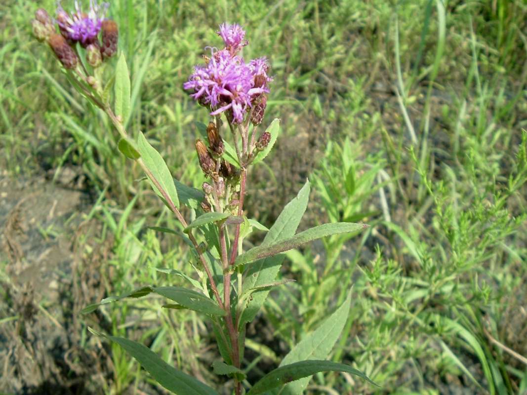 Top of Plant in Bloom<br>(Location of Picture: FP, RLB, Aug 25, 2010)
