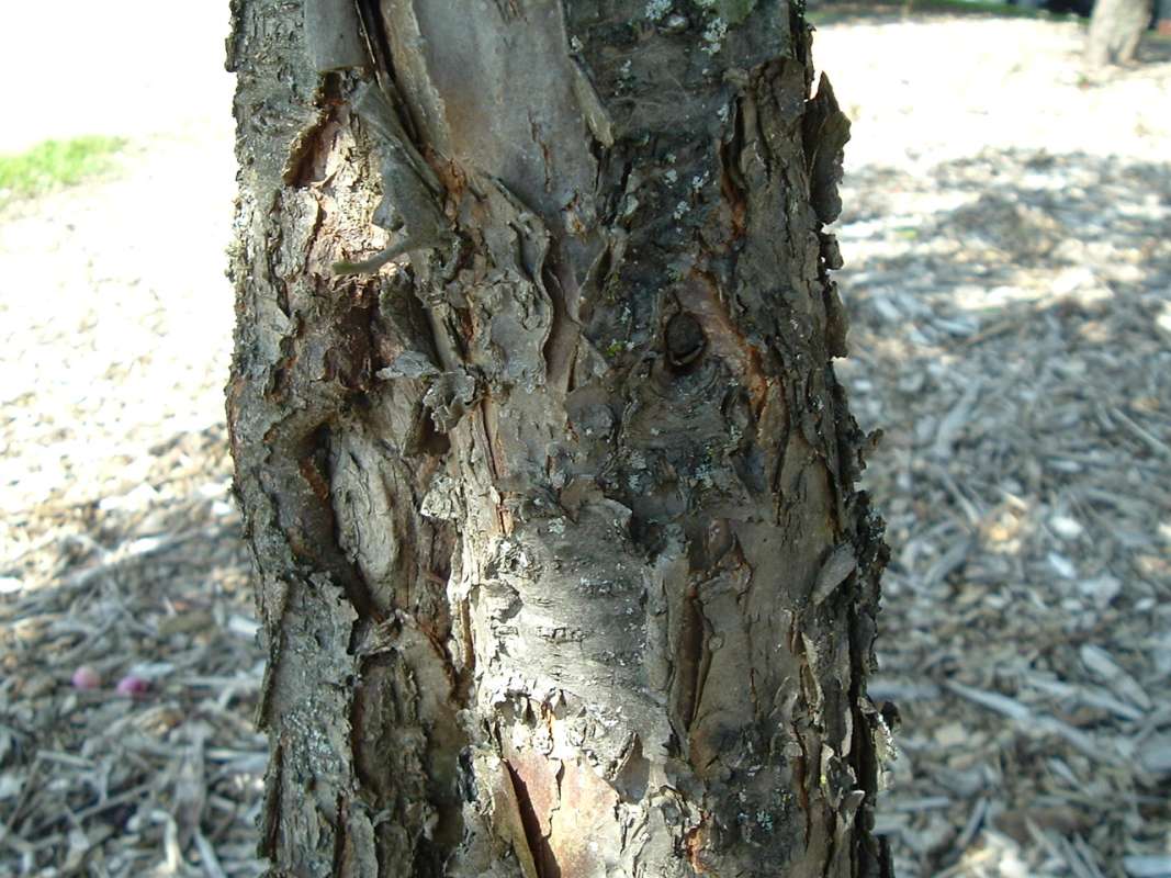 Bark<br>(Location of Picture: Grant FP, Il, USA, Aug 15, 2010)