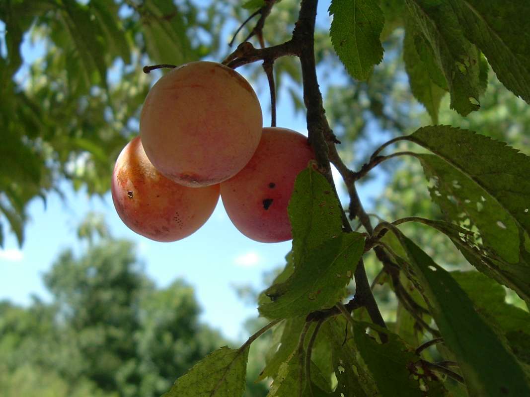 Fruits<br>(Location of Picture: Grant Forest Preserve, Aug 15)