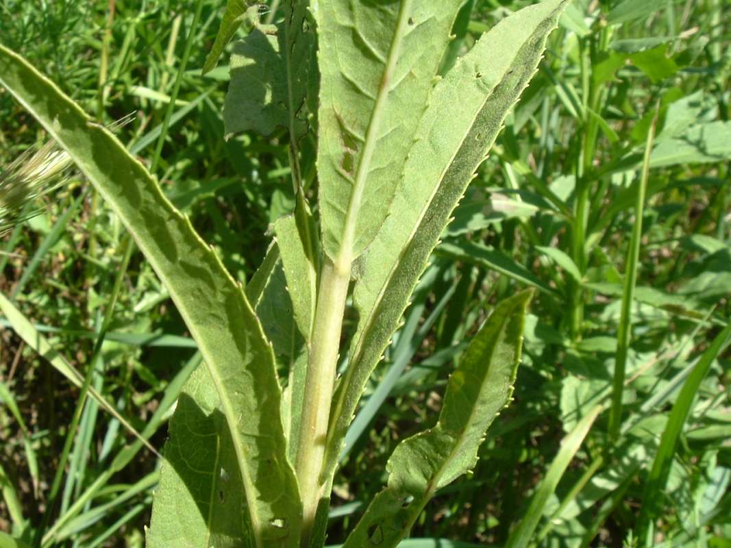 Leaf Edges<br>(Location of Picture: FP, RLB, Il, USA, Sept 4, 2010)