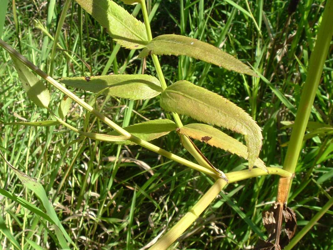Leaves - Close View<br>(Location of Picture: Flood Plain, RLB, Il, USA, Sept 4)