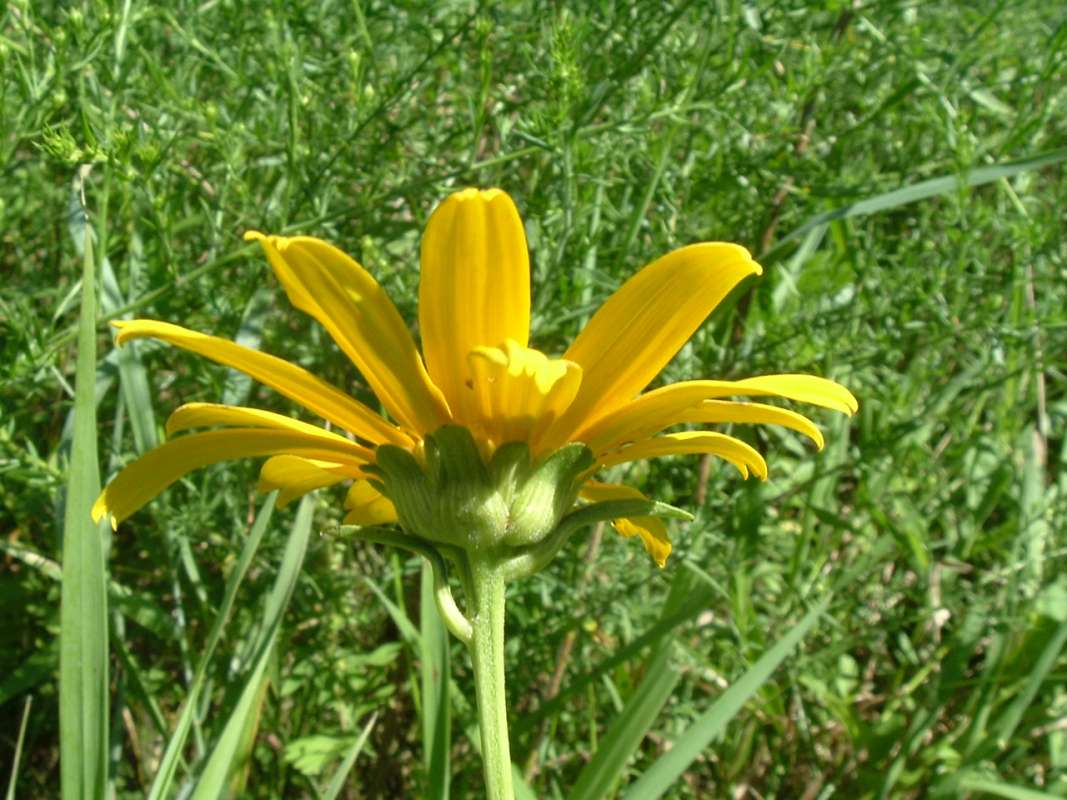 Flower - Side View<br>(Location of Picture: Flood Plain, RLB, Illinois, USA)