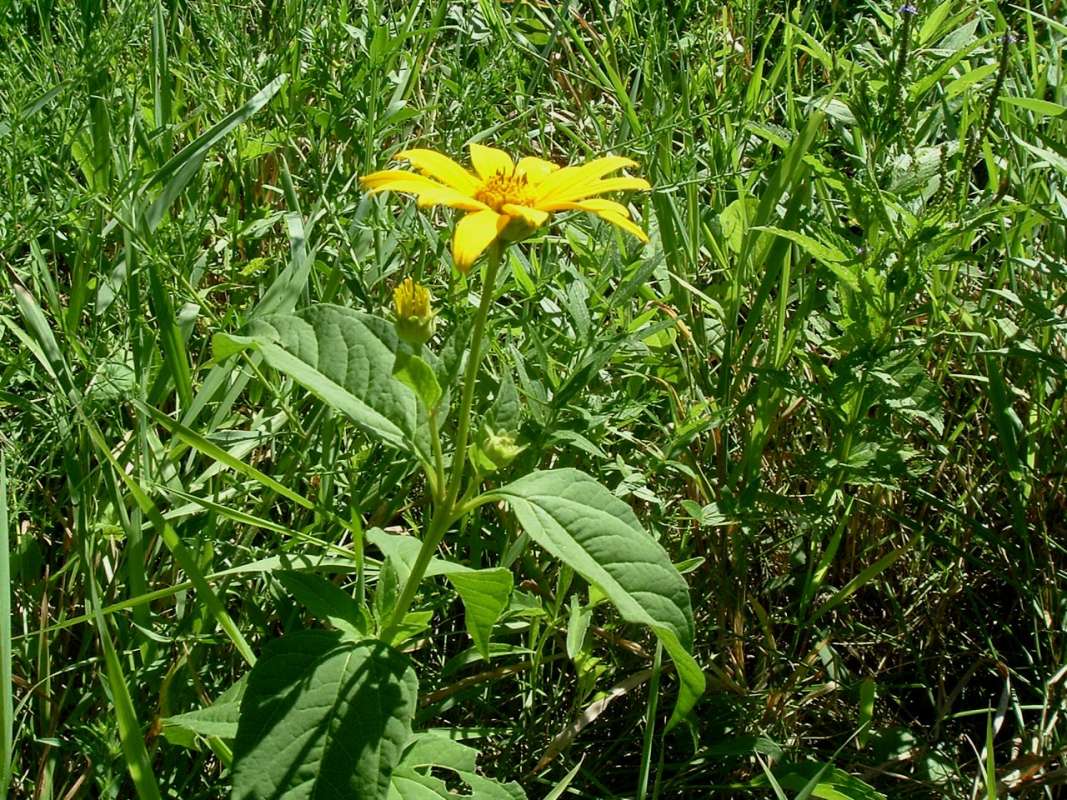 Top of Plant in Bloom<br>(Location of Picture: FP, RLB, Il, USA, Sept 4, 2010)