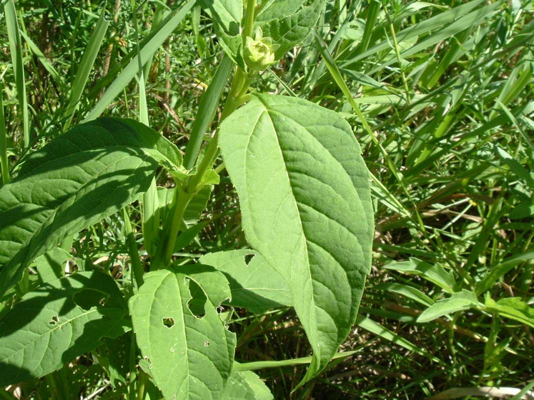 Leaf<br>(Location of Picture: FP, RLB, Il, USA, Sept 4, 2010)
