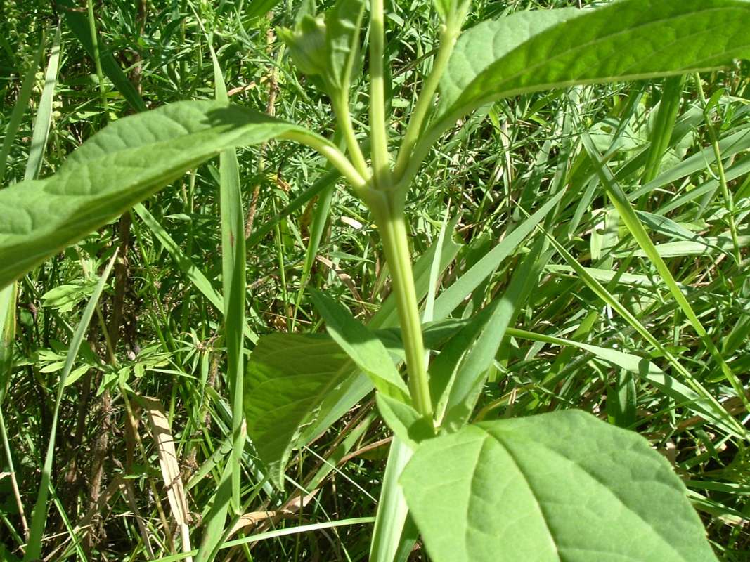 Stem<br>(Location of Picture: FP, RLB, Il, USA, Sept 4, 2010)