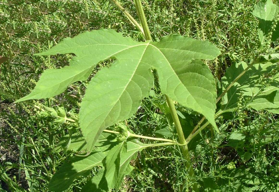 Leaf<br>(Location of Picture: Round Lake Beach, Il, USA, 2010)
