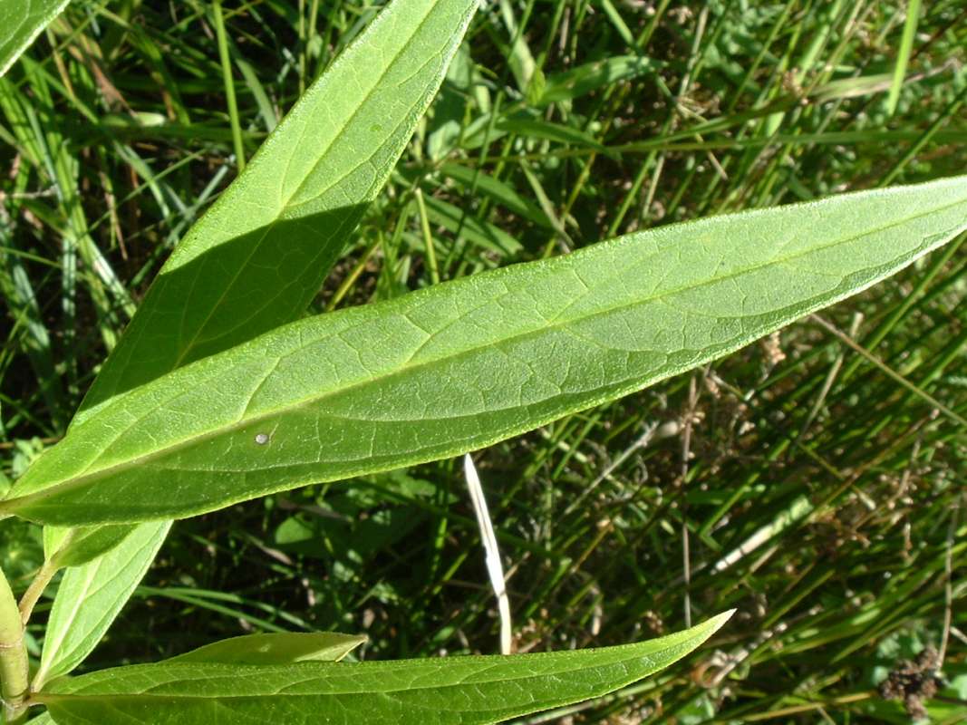 Leaf<br>(Location of Picture: FP, RLB, Il, USA, Sept 3, 2010)