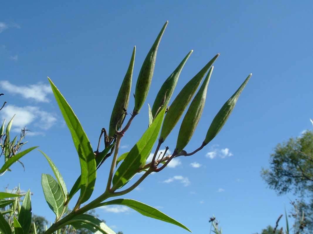 Silhouette<br>(Location of Picture: Flood Plain, Sept 3, 2010)