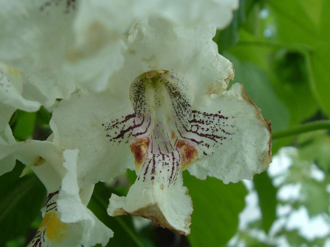 Throat Close View<br>(Location of Picture: Ornamental, Round Lake, Il, USA)