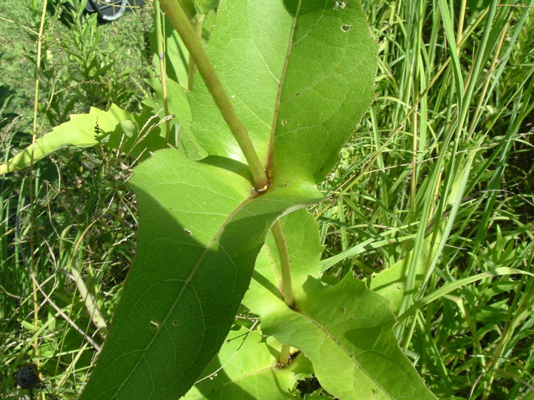 Stem with Leaves, Without Teeth<br>(Location of Picture: Grant Forest Preserve, Il, USA, '10)