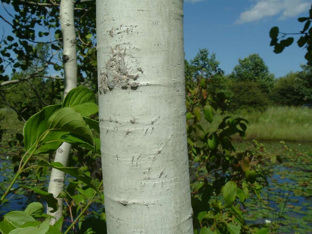 Lower Bark<br>(Location of Picture: Grant FP, Il, USA, Aug 15, 2010)