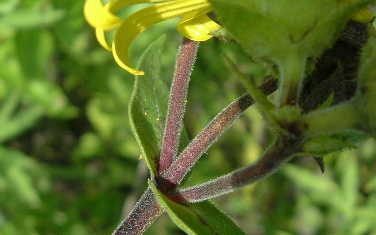 Upper Stem<br>(Location of Picture: Grant Woods, Il, USA< Aug 25, 2010)