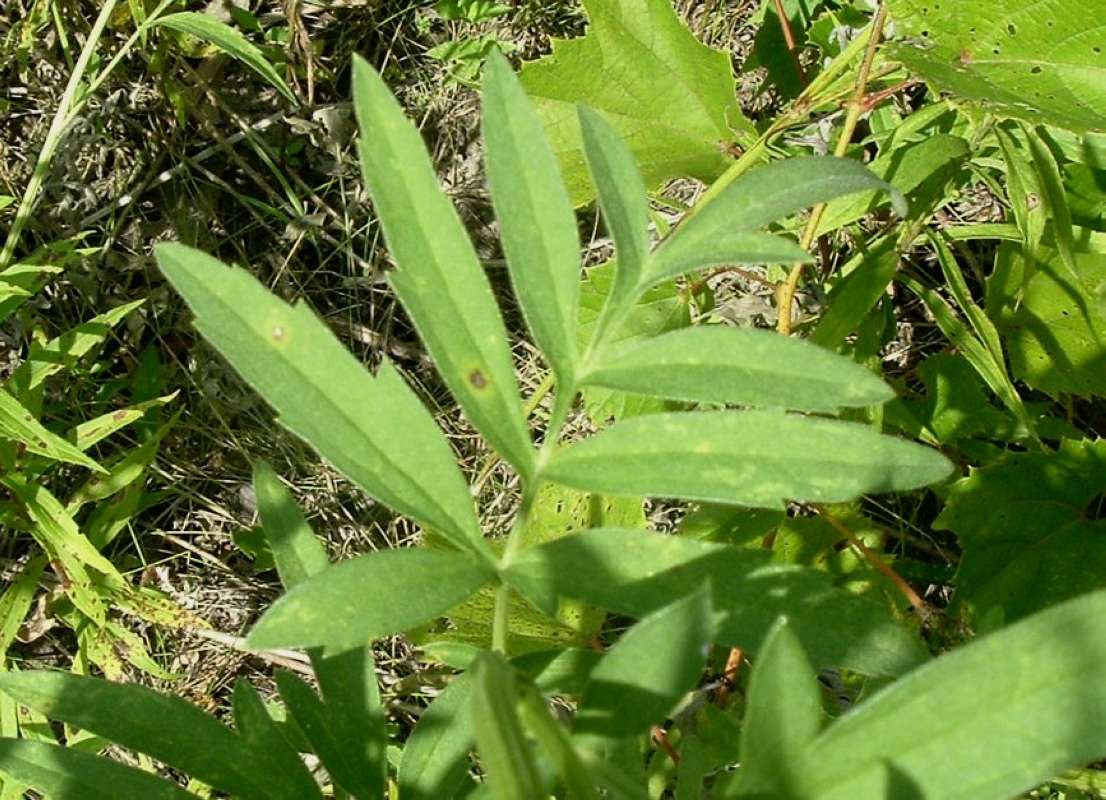 Leaf<br>(Location of Picture: Grant Park, Il, USA, Aug 25, 2010)