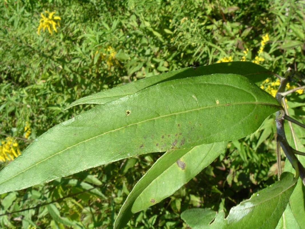 Leaf - Close View<br>(Location of Picture: Grant FP, N. Illinois,  IX 13, 2010)