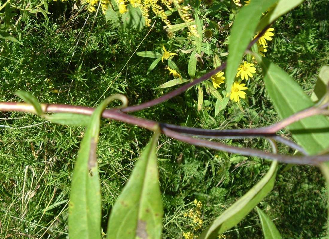 Reddish Stem<br>(Location of Picture: Grant FP, N. Illinois,  IX 13, 2010)