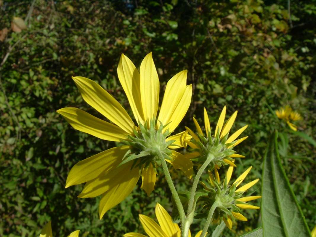 Flower - Rear View<br>(Location of Picture: Grant FP, N. Illinois,  IX 13, 2010)
