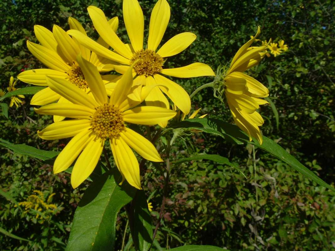 Flowers - Front and Side Views<br>(Location of Picture: Grant FP, N. Illinois,  IX 13, 2010)