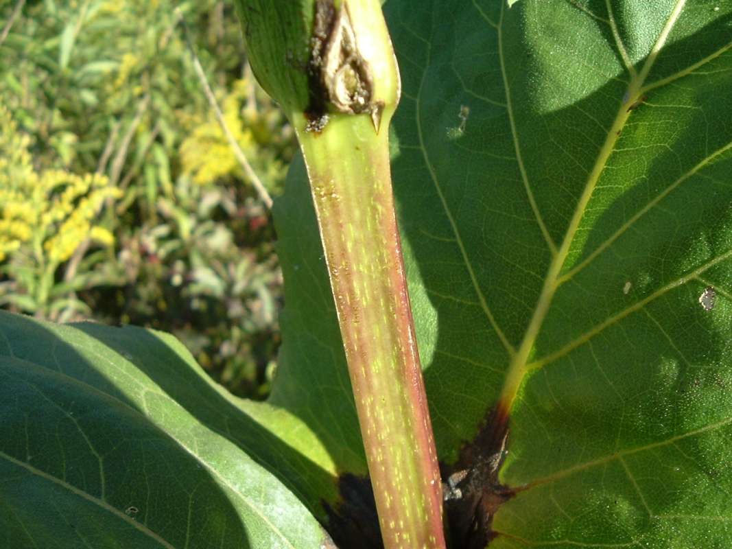 Older 4 Angled Stem<br>(Location of Picture: Grant FP, Il, USA, IX 13, 2010)