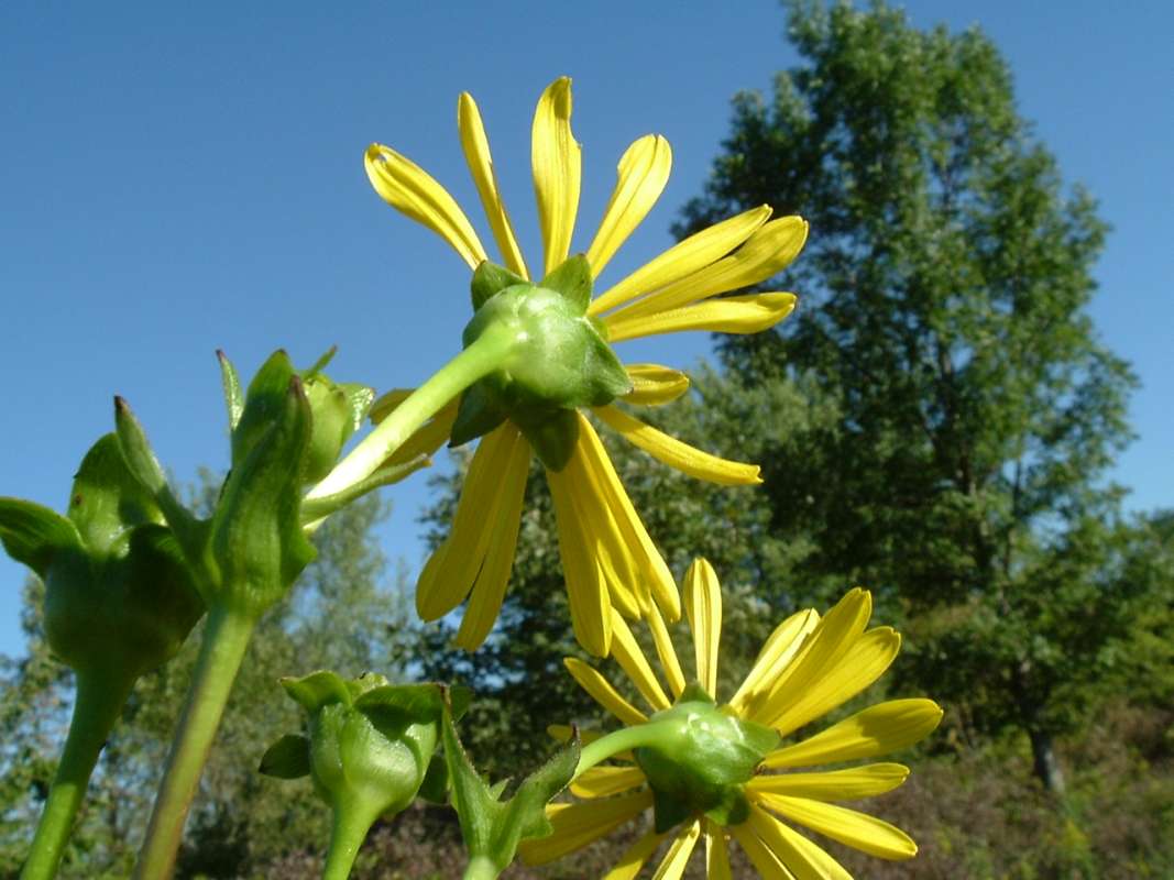 Flowers - Rear View<br>(Location of Picture: Grant FP, Il, USA, IX 13, 2010)