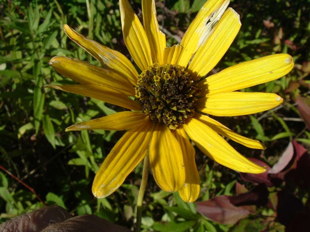 Old Flower<br>(Location of Picture: Grant, FP,  Il, USA, IX 13, 2010)