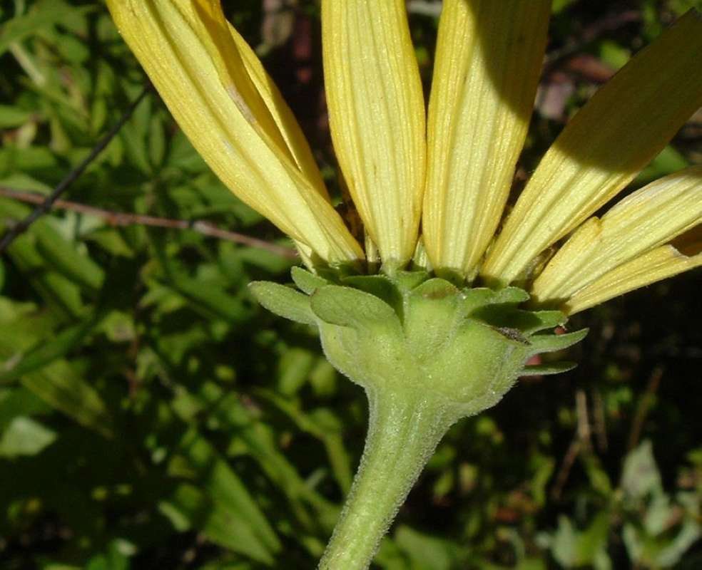Flower - Rear View<br>(Location of Picture: Grant, FP,  Il, USA, IX 13, 2010)