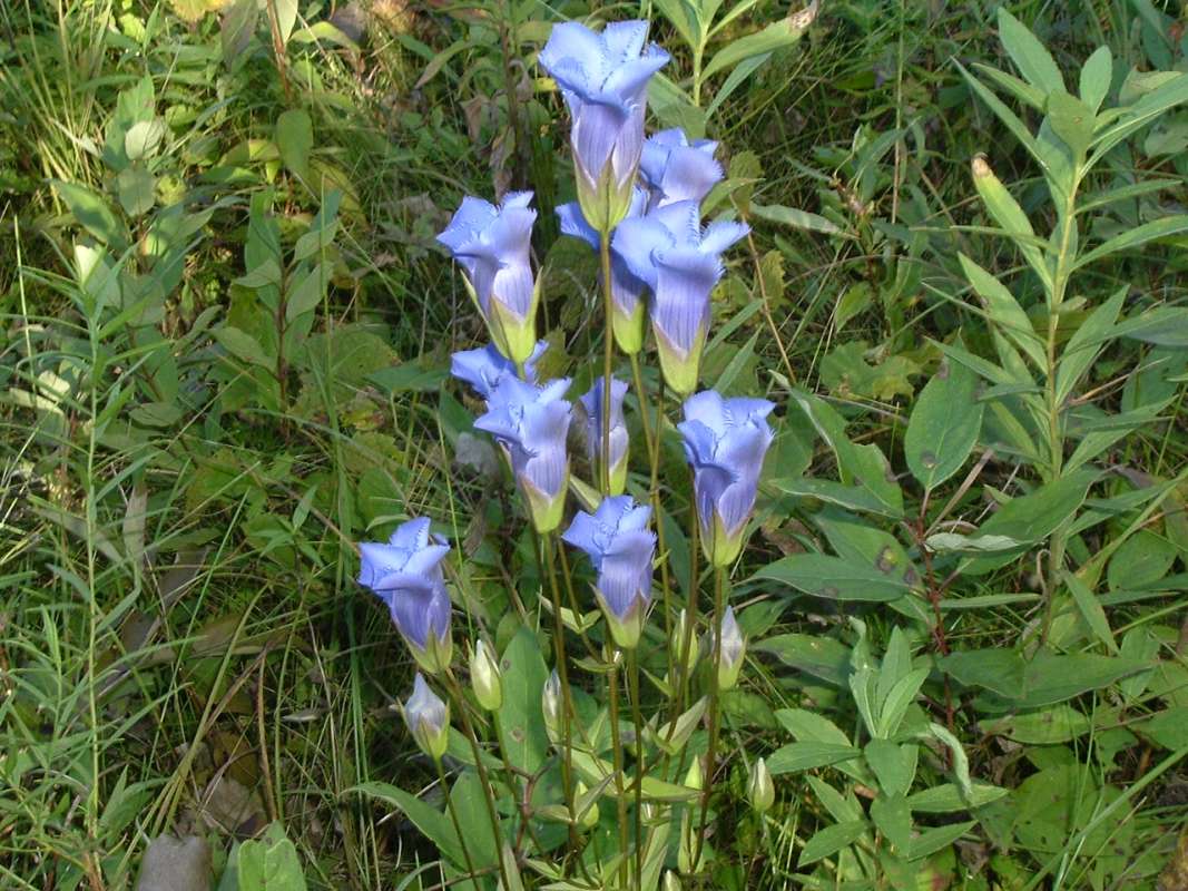 Top of Plant in Bloom<br>(Location of Picture: Grant Woods, N. Il, IX 13, 2010)