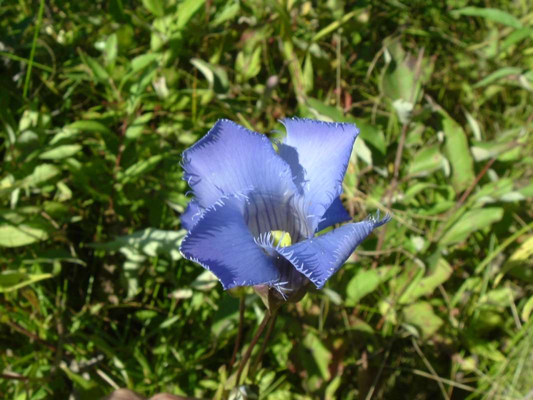 Flower - Front View<br>(Location of Picture: Grant Woods, N. Il, IX 13, 2010)