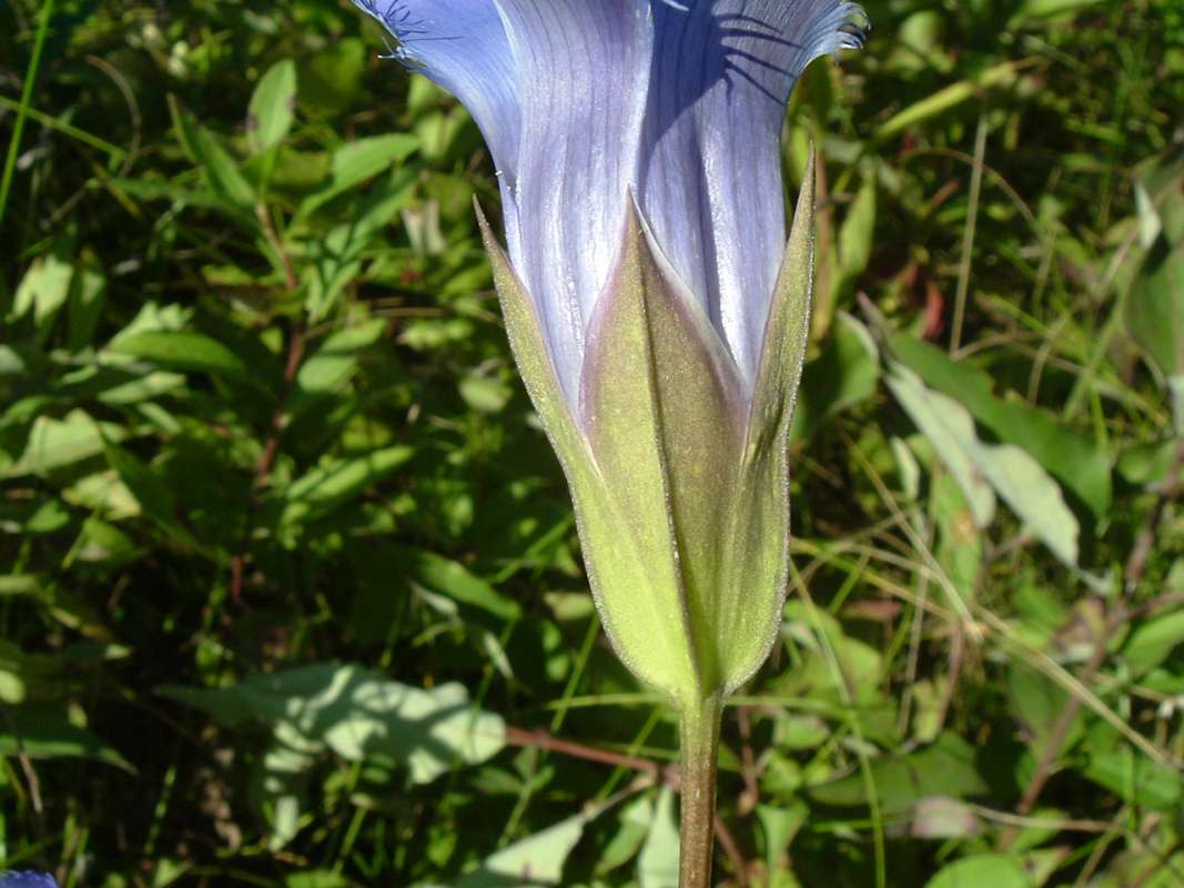 Bracts - Close View<br>(Location of Picture: Grant Woods, N. Il, IX 13, 2010)