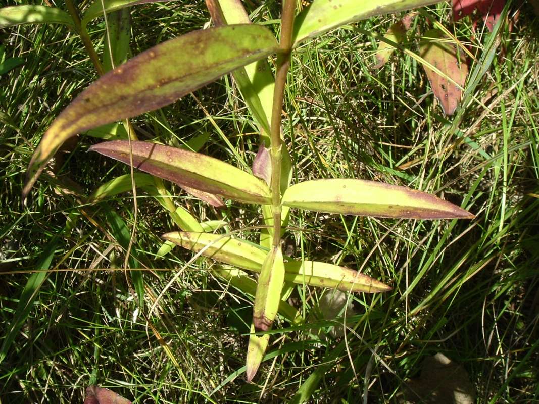 Stem and Leaves<br>(Location of Picture: Grant FP, N. Il, USA, Sept 13, 2010)
